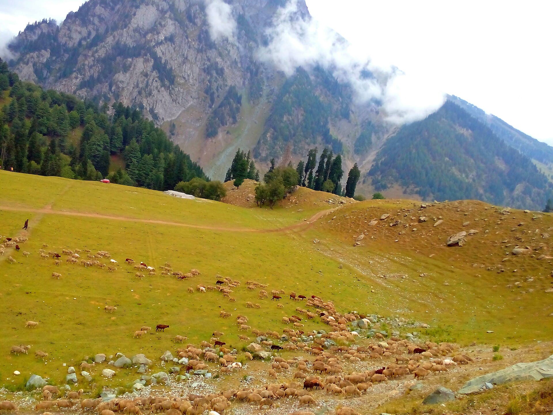 Alpine meadows in Sonamarg